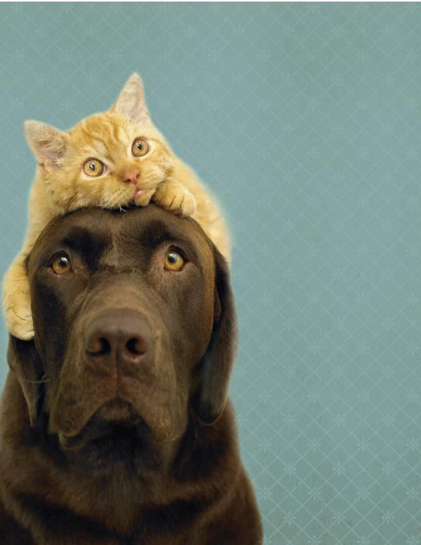 Почему собаки лучше кошек (Грив Бредли Тревор) - фото №15