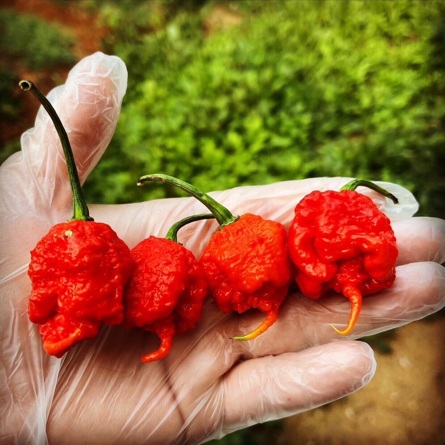 Семена Каролина Рипер - 10 шт. / Семена самого острого перца в мире Carolina Reaper red — фото 1