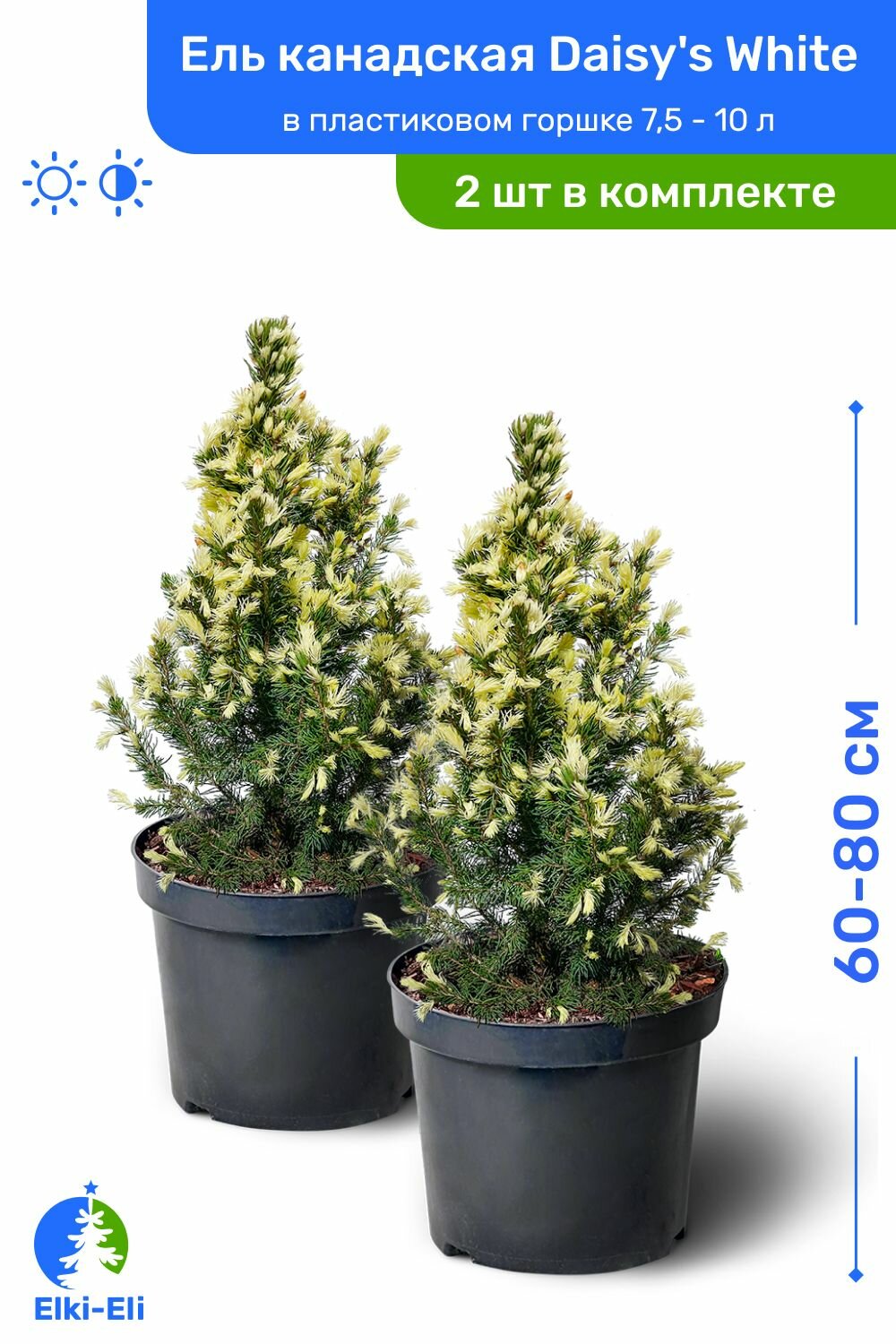 Ель канадская Daisys White (Дейзи Вайт) 60-80 см в пластиковом горшке 75-10 л саженец хвойное живое растение 2 шт в комплекте