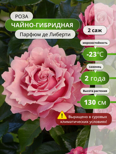 Изображение товара Роза чайно-гибридная Парфюм де Либерти (Parfum De Liberte) 2 шт / розы