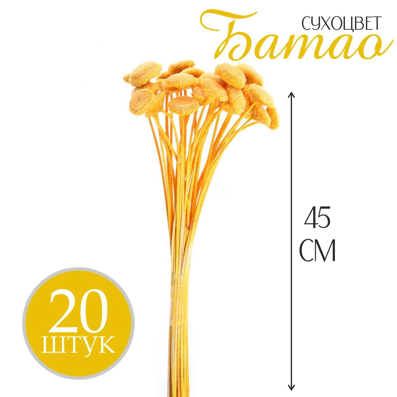 Сухоцвет «Батао» набор 20 шт, цвет жёлтый