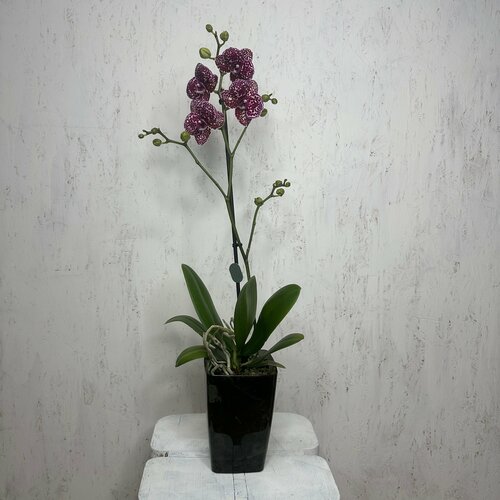 Орхидея фаленопсис в пластиковом кашпо