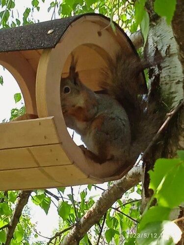 Изображение товара Кормушка для белок и птиц, диаметр 26см, высота 28см, ширина 28 см, материал фанера. Обработана льняным маслом.