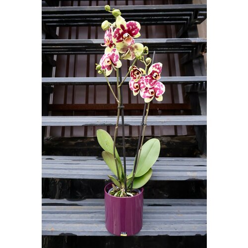 Орхидея Фаленопсис 