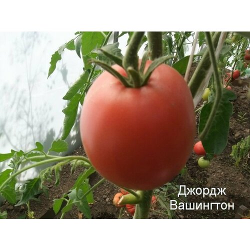 Коллекционные семена томата Джорж Вашингтон