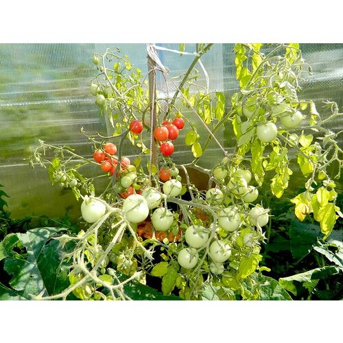 Коллекционные семена томата Корейский стелющийся