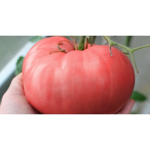 Коллекционные семена томата Казанские малиновые