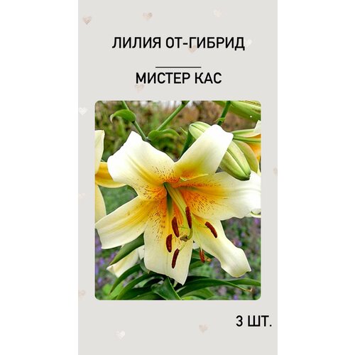Лилия Мистер Кас, луковицы многолетних цветов