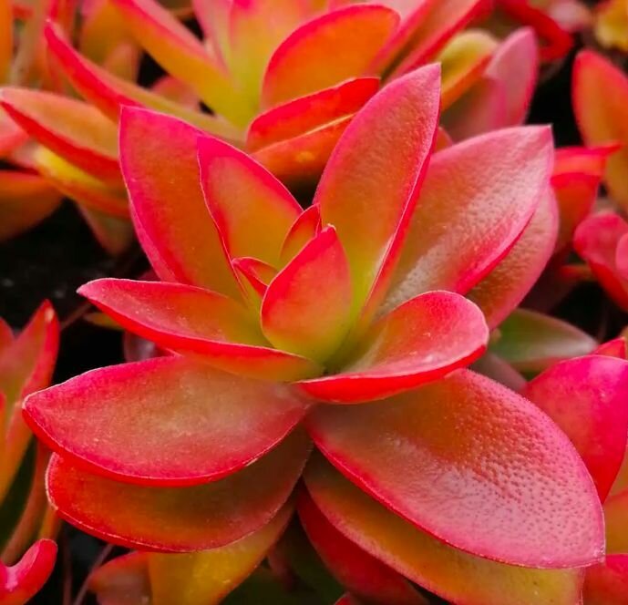 Крассула Капителла Кэмпфайер Ред (лат. Crassula Capitella Campfire Red) D5см