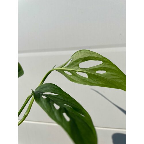 Монстера Адансона Простая (Monstera Adansonii Simple) - Черенок