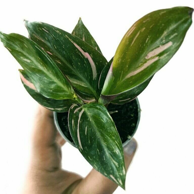 Калатея Мэджик Стар (Calathea Magic Star) D6см