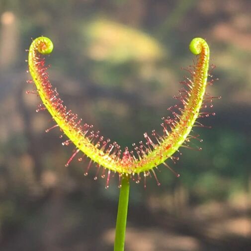 Росянка Бината (Drosera Binata) 9см