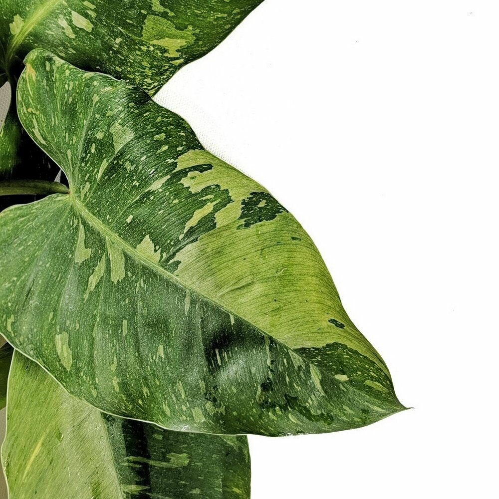 Филодендрон Хосе Буэно Варегатный (Philodendron Jose Buono Variegata) D6см