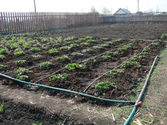 Капельный полив для огорода и растений , автополив для теплиц 50м - фотография № 7