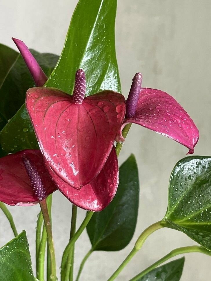 Антуриум Карма Пурпурная (Anthurium Karma Purple) D9см