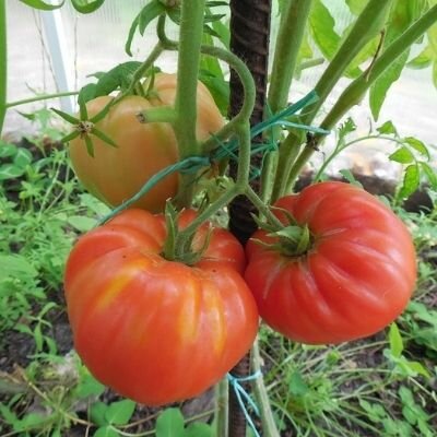 Коллекционные семена томата Безразмерный