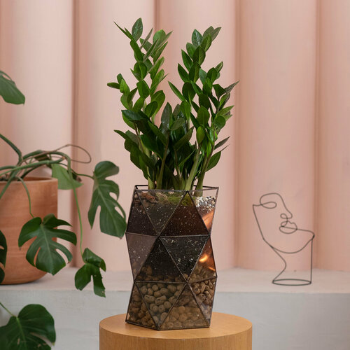 Замиокулькас домашний в кашпо 