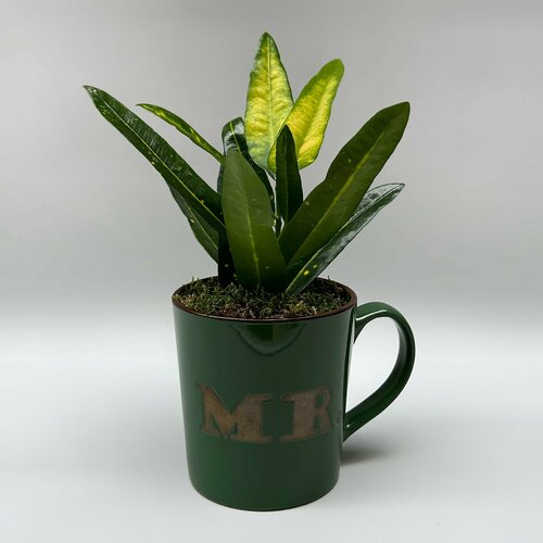 Кротон (кодиеум) в керамической кружке
