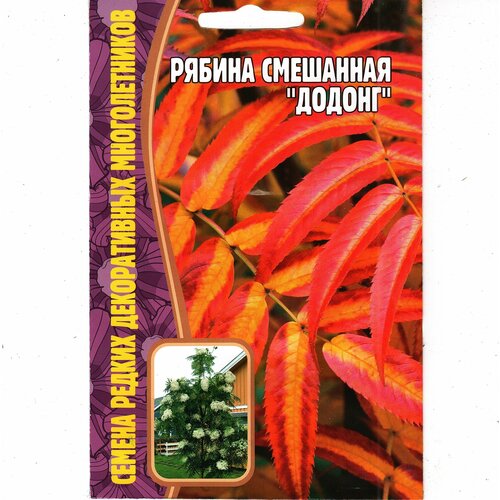 Рябина смешанная додонг , многолетнее дерево ( 1 уп: 5 семян )