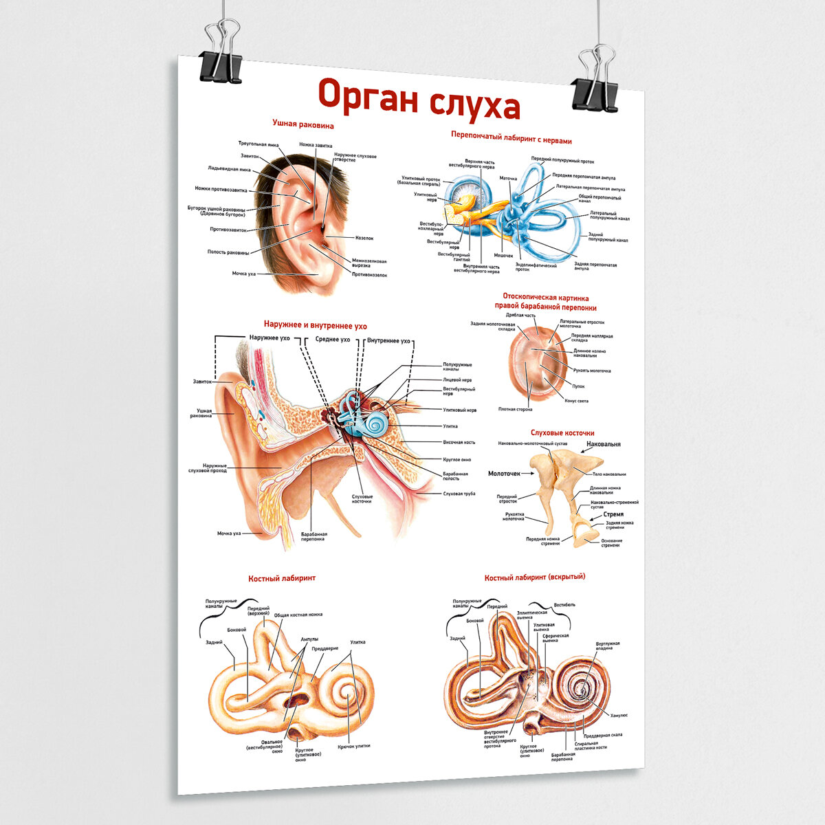 Обучающий медицинский плакат "Орган слуха" / ламинированный / А-1 (84x60 см.)