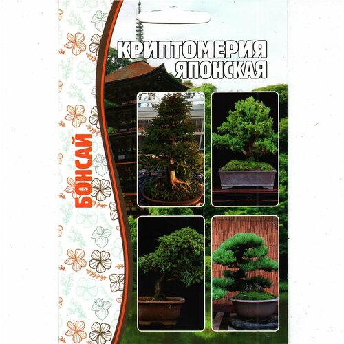 Бонсай, Криптомерия Японская / вечнозеленое хвойное растение, комнатный многолетник ( 1 уп: 3 семени )