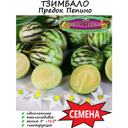Семена Тзимбало "Solanum Caripense" 15 шт.