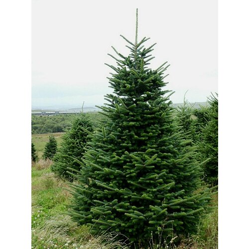 Пихта Нордмана(Кавказская) Семена 15шт. (Abies nordmanniana)