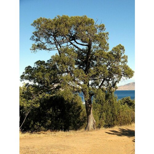 Семена Можжевельник высокий (Juniperus excelsa), 15 штук можжевельник orangery juniperus gold star 23 40
