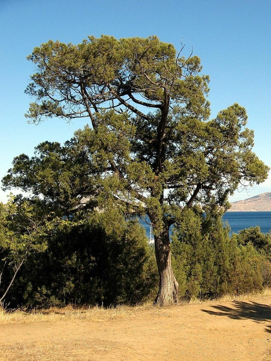 Семена Можжевельник высокий (Juniperus excelsa) 15 штук