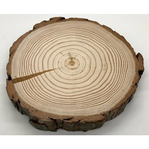 Спил сосны, спил дерева, высушенный, идеально отшлифованный с обеих сторон, диаметр 12-13 см, для творчества, для декора.