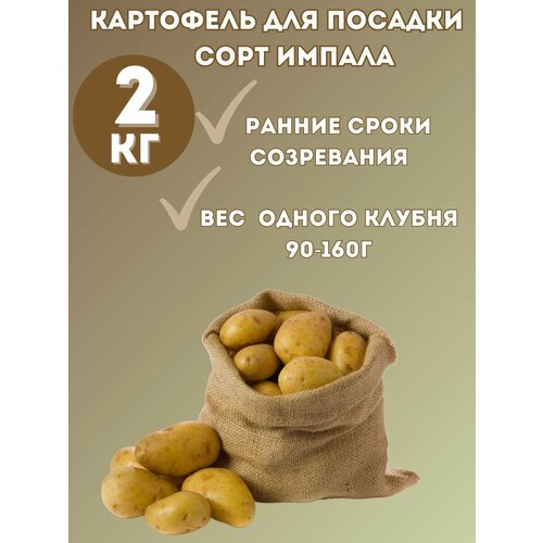 Картофель семенной Импала 2 кг