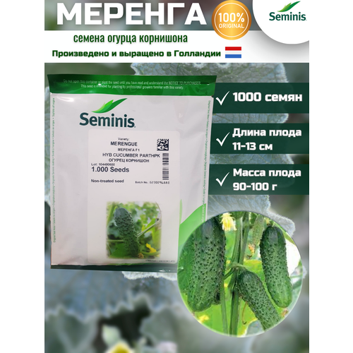 Меренга F1 - огурец партенокарпический, 1 000 семян, Seminis/Семинис (Голландия)
