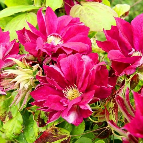 Семена Клематис крупноцветковый Ред Стар 0,05 г 1 упаковка