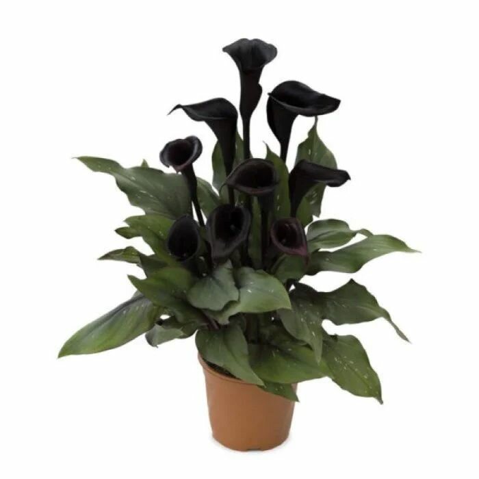 Калла Меморис 1шт