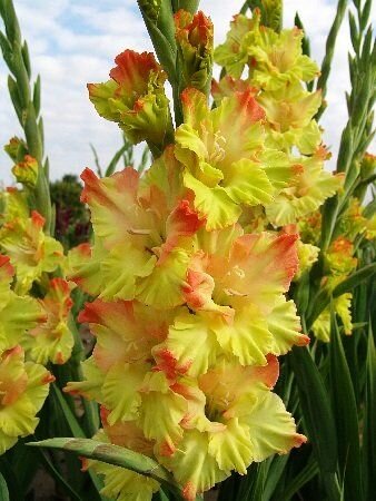 Гладиолус Нева 1 шт