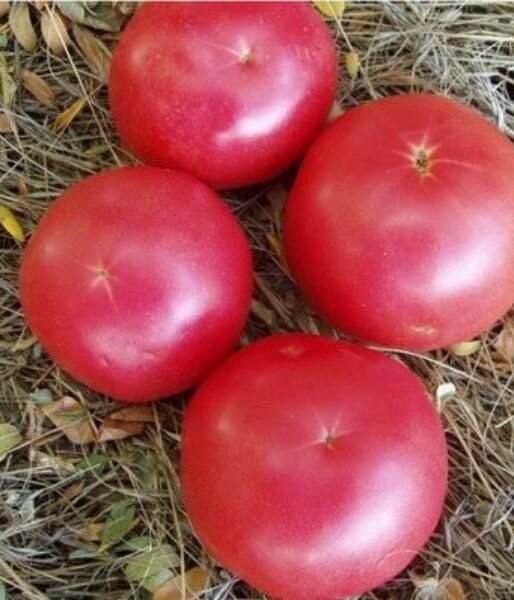 Коллекционные семена томата Малиновый Виконте