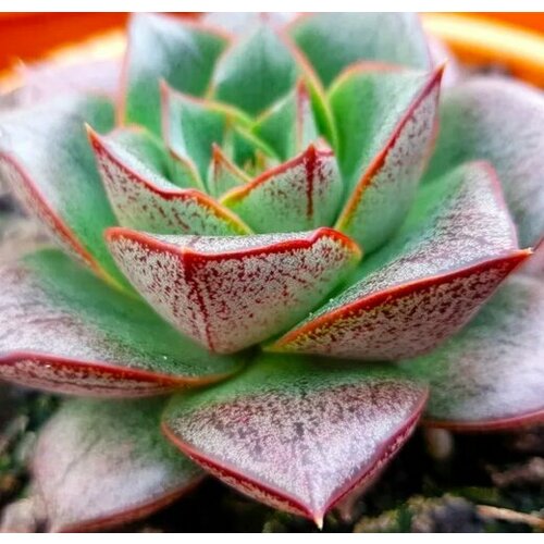 Эхеверия пурпузорум (Echeveria purpusorum) D5см