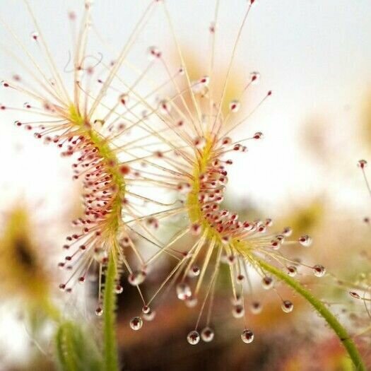 Росянка - пигмей Скорпион хищное растение (Drosera Scorpioides) D9см