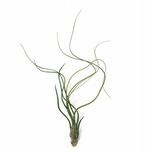 Тилландсия бутзи (лат. Tillandsia butzii)