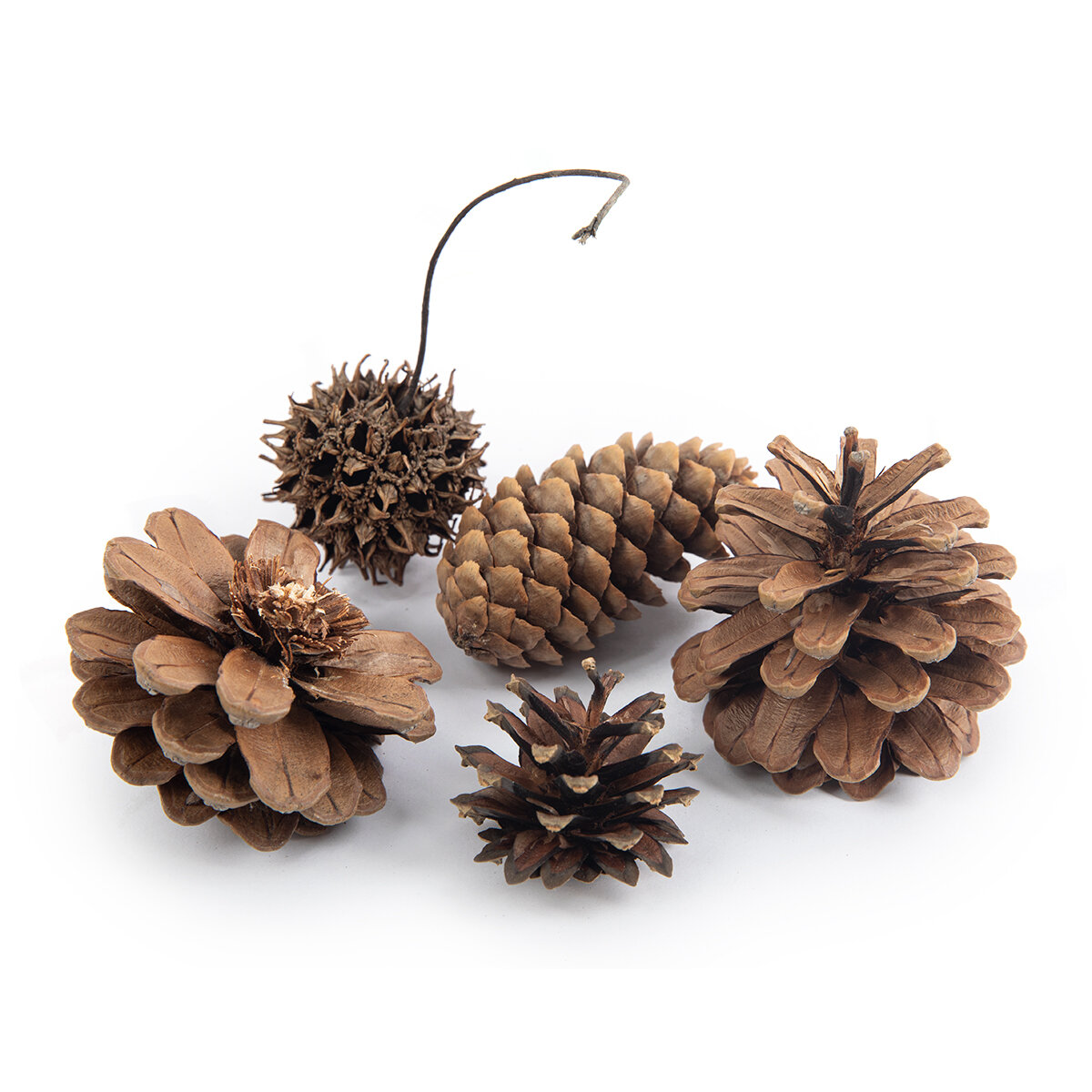 Набор шишек  Blumentag  NPIF 02  Микс  5 шт  60 г   10 г 01