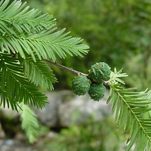 Семена Орешка Таксодиум мексиканский, Taxodium mucronatum 20 шт.