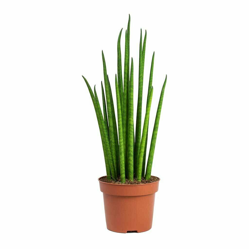 Сансевиерия цилиндрическая "Бакуларис Микадо" (Sansevieria Bacularis Mikado) D5см