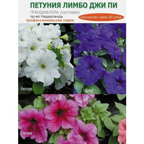 Петуния грандифлора серия Лимбо Джи Пи, 60 штук