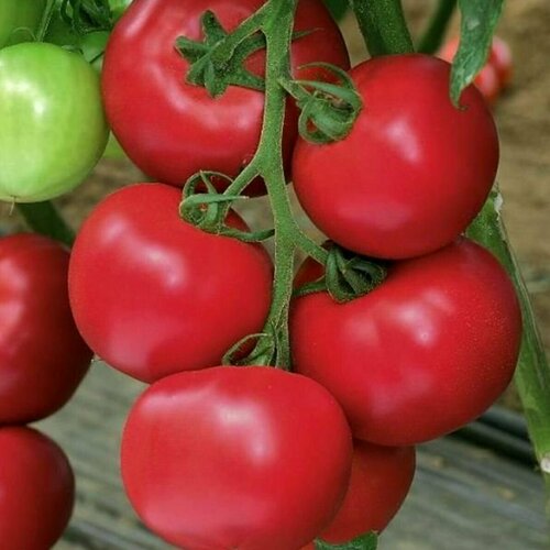 Коллекционные семена томата Пинк Парадайз