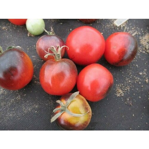 Коллекционные семена томата Полуночный выбор