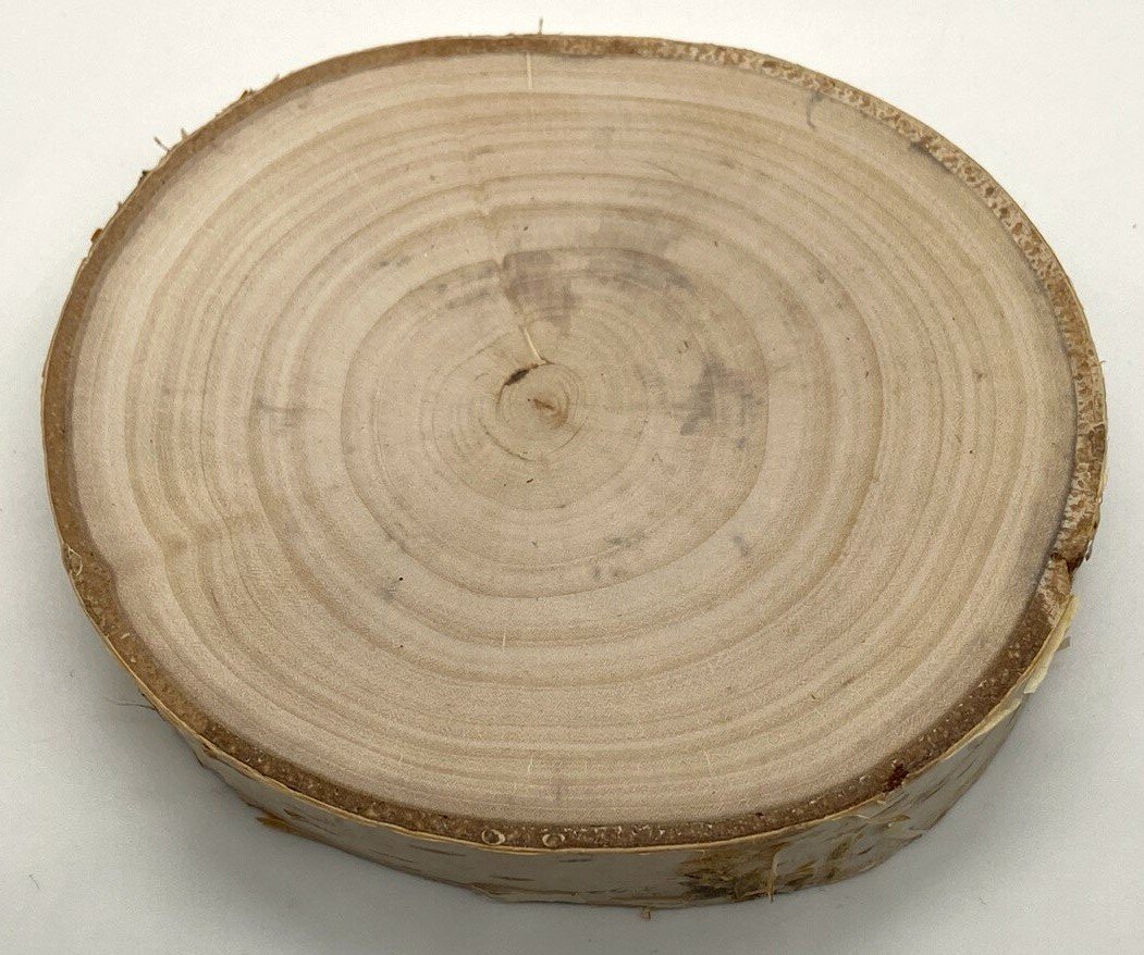 Спил дерева, березы, диаметр 10-11 см, шлифованный с обеих сторон.