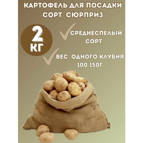 Картофель семенной 