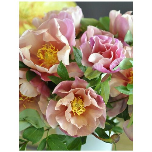 Пион Корневище, Джоанна Марлен, более 3 почек