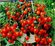 Семена Томата эмалия (Emalia) / Seeds And Goods / в пакетике zip-lock без полигр...