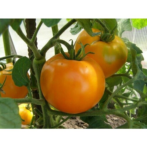 Коллекционные семена томата Медовый Гигант